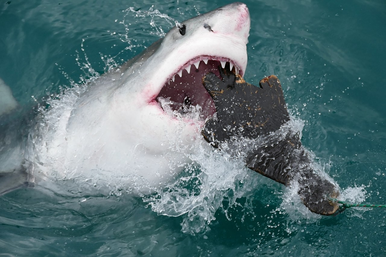 Przykładowe zdjęcie rekina atakującego orkę / źródło: Bernard DUPONT, Wikimedia Commons, CC-BY-SA-2.0
