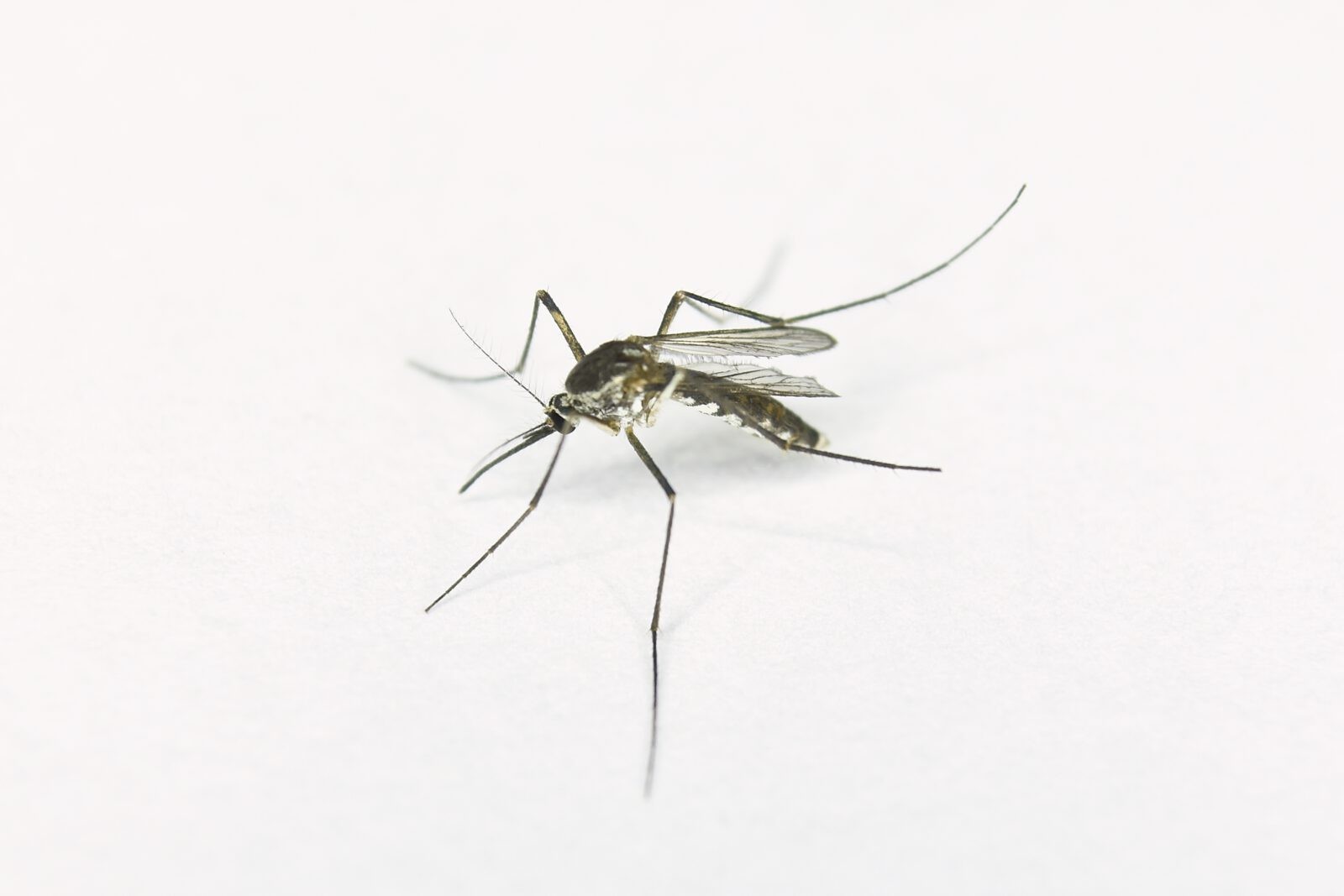 Kogo lubią komary?