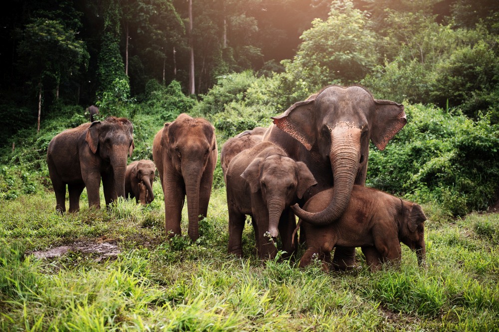 Słonie to jeden z nielicznych gatunków zwierząt, które przeszły proces samoudomowienia
