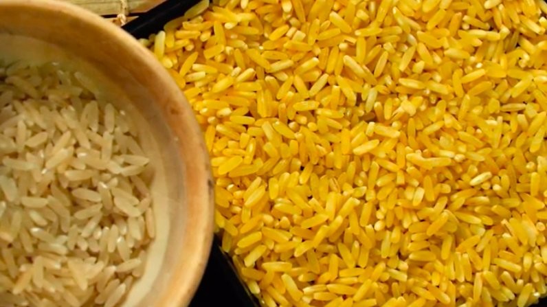 Pierwszy kraj na świecie wprowadzi złoty ryż. Zboże GMO ratuje dzieci przed ślepotą