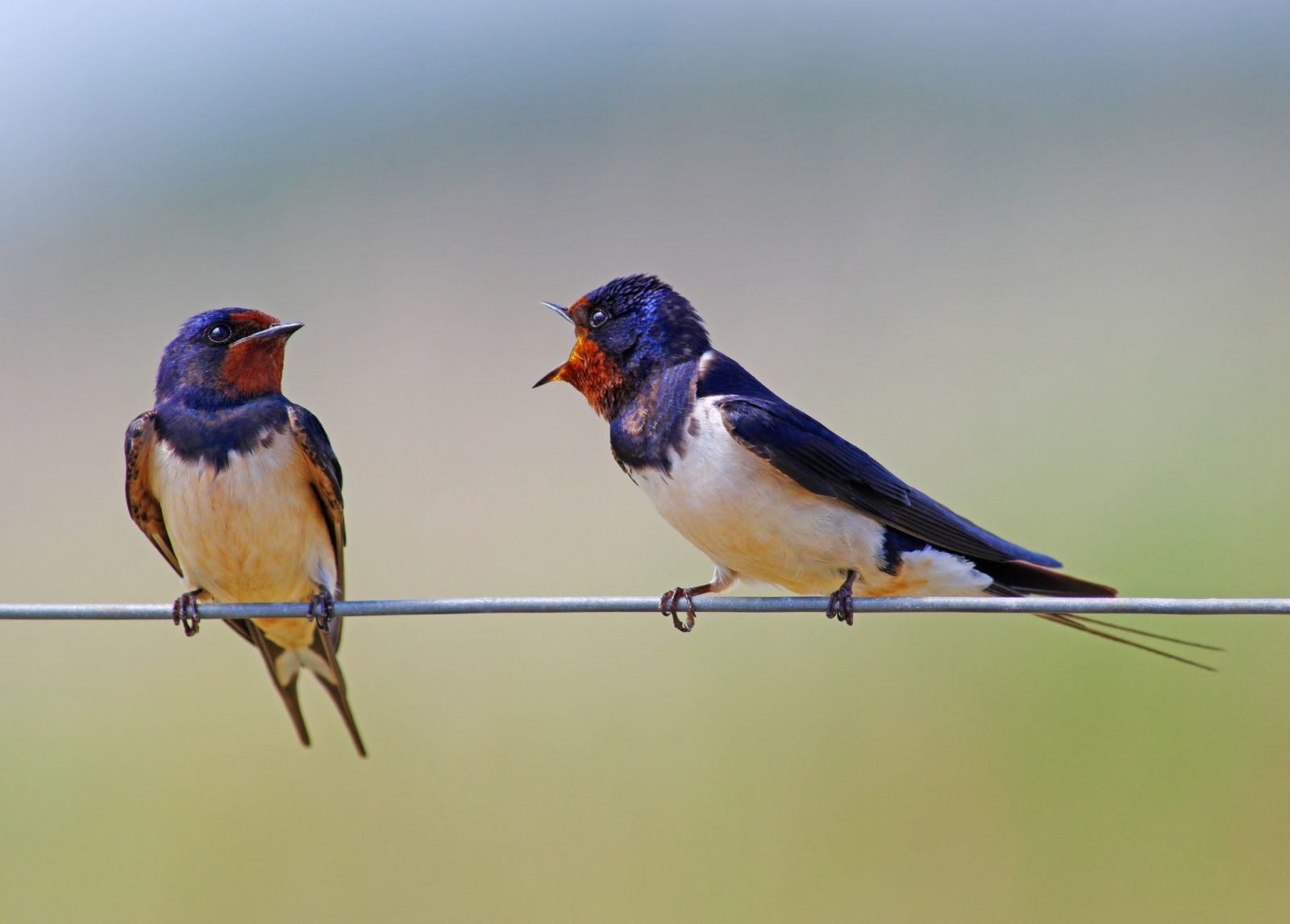 Dlaczego ptaki śpiewają? Naukowcy: są pod wpływem narkotyków