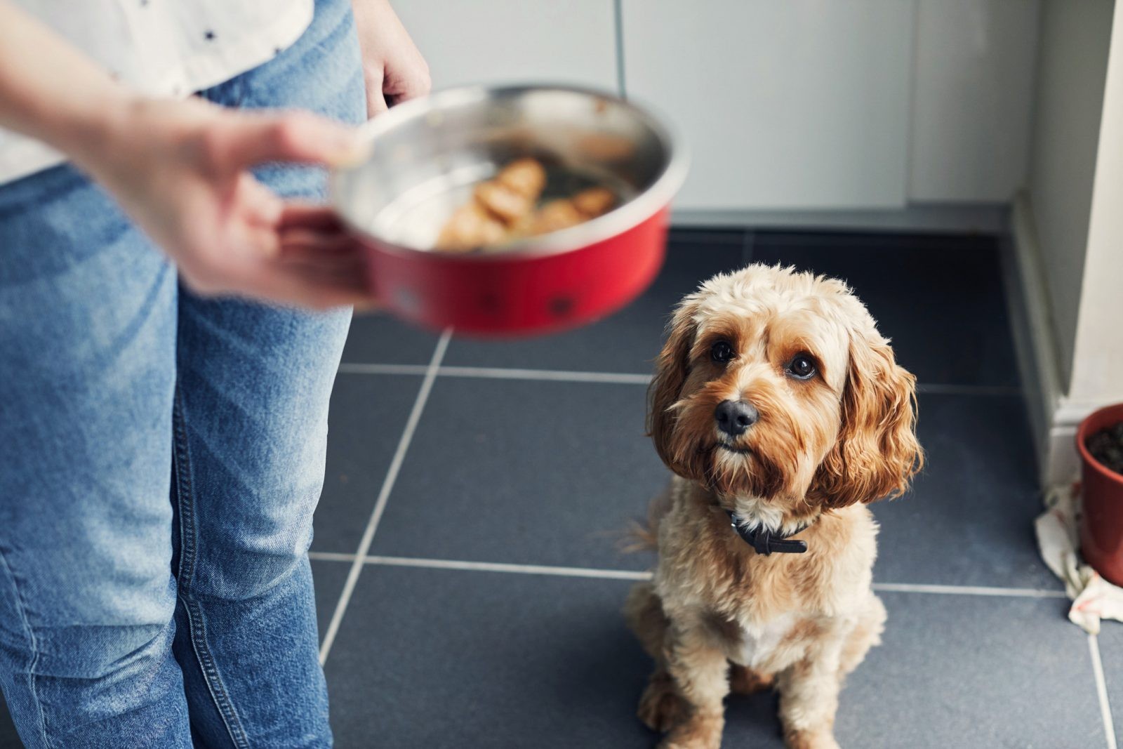 Ile razy dziennie dawać jedzenie psu? Raz dziennie wystarczy, a pies będzie dzięki temu zdrowszy