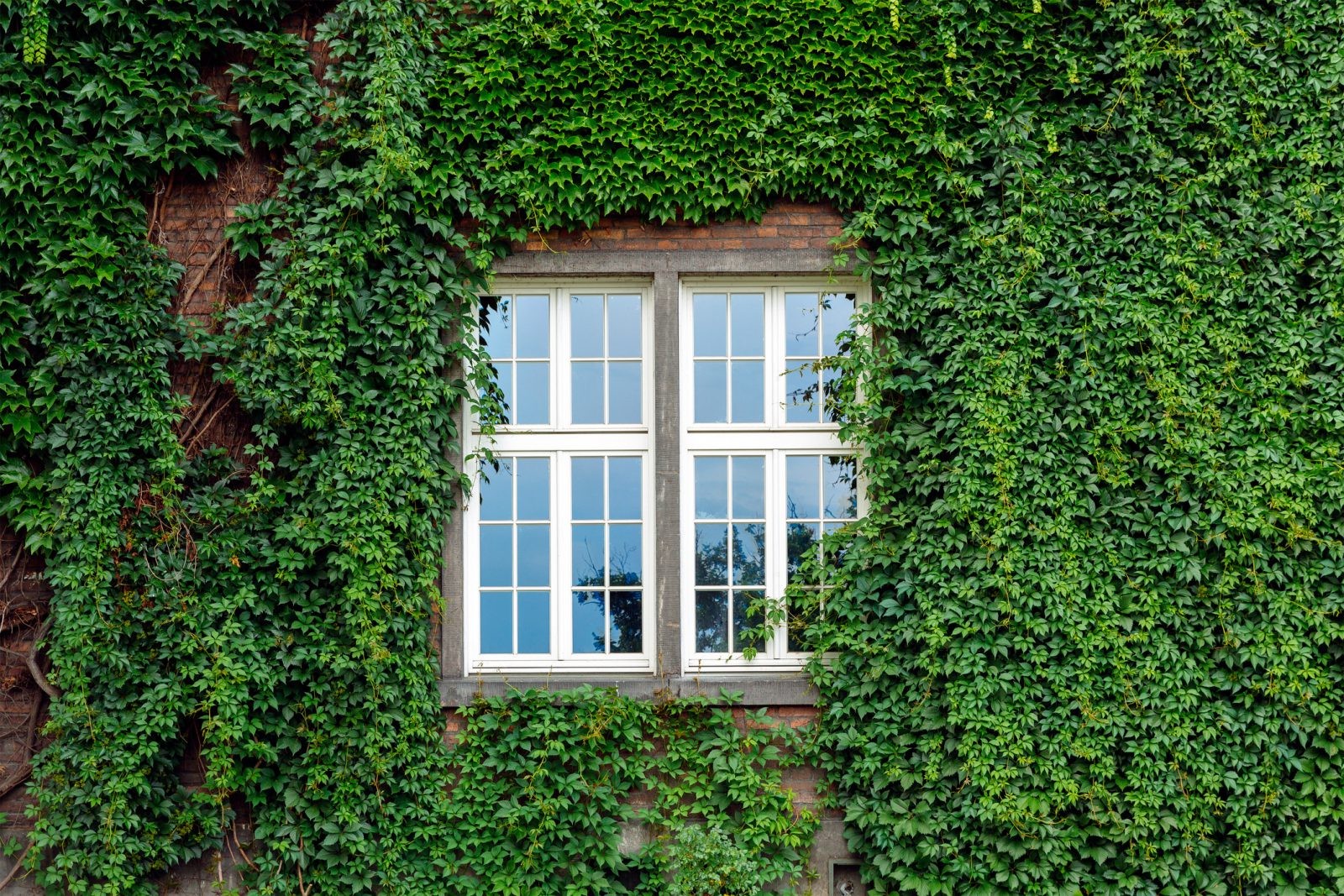 Rośliny zamiast styropianu? Zielone ściany zmniejszają straty ciepła w budynkach aż o jedną trzecią