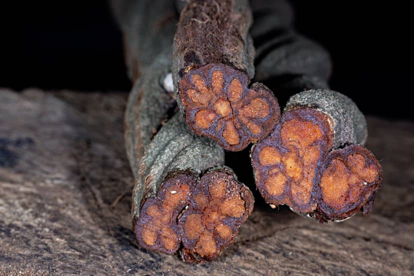 ayahuasca-fot-getty-images