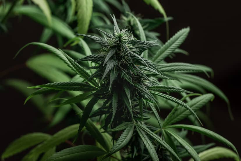 marihuana