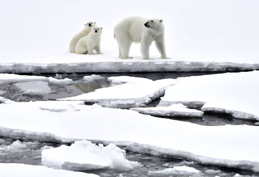 niedzwiedzie-straca-swoje-siedliska-na-skutek-globalnego-ocieplenia-fot-getty-images