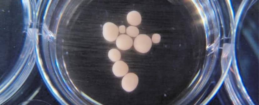 minimozgi-wyhodowane-w-laboratorium-fot-muotri-lab-uctv