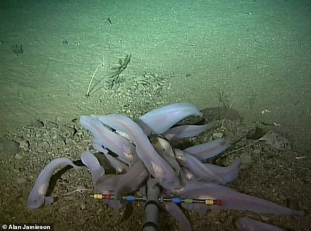 pobieranie-probek-z-dna-oceanu-fot-alan-jamieson