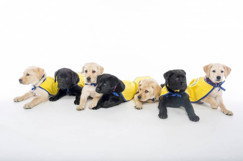 psy-trafnie-odczytuja-nasze-intencje-nie-potrafia-tego-wilki-nawet-wychowywane-z-ludzmi-od-szczeniecia-fot-canine-org-jared-lazarus