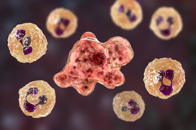 naegleria-fowleri