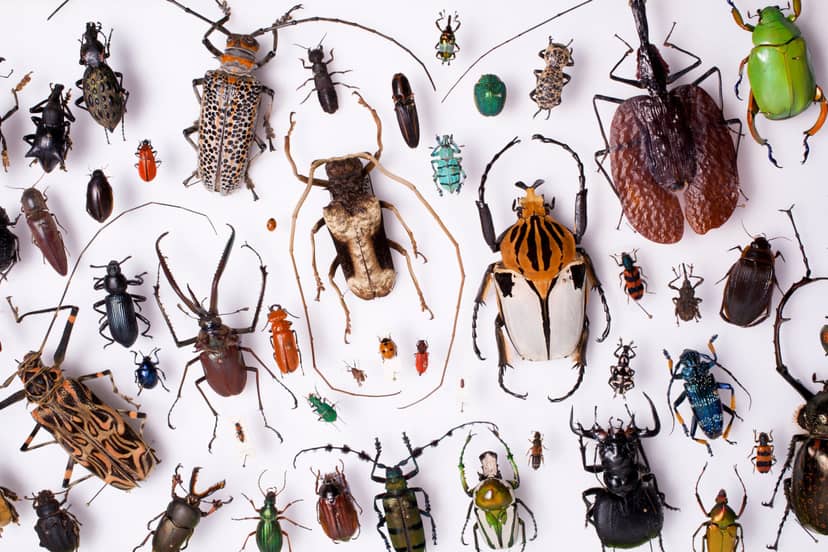 aktywnosc-ludzka-jest-odpowiedzialna-za-niemalze-caly-spadek-populacji-owadow-fot-getty-images