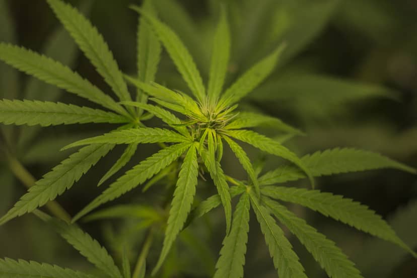 marihuana