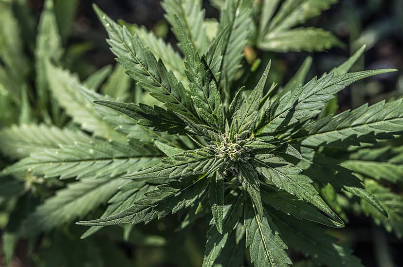thcp-jest-nawet-30-razy-mocniejszy-od-thc-fot-john-greim-lightrocket-getty-images