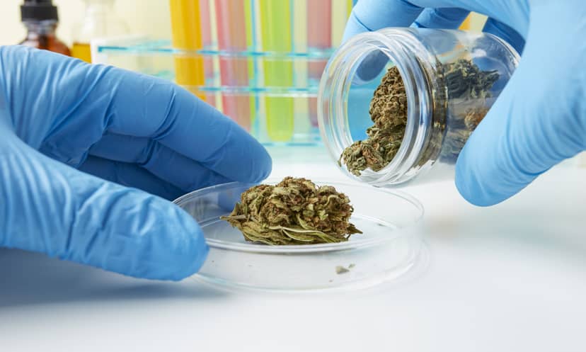 marihuana-zawiera-ponad-100-kannabinoidow-delta-8-thc-to-jeden-z-nich-fot-getty-images