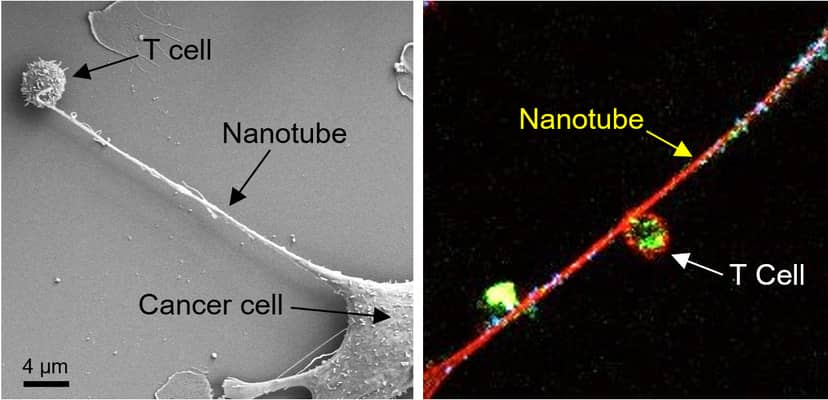 komorki-nowotworow-tworza-macki-zeby-krasc-energie-tak-bronia-sie-przed-ukladem-odpornosciowym-fot-nature-nanotechnology-https-doi-org-10-1038-s41565-021-01000-4