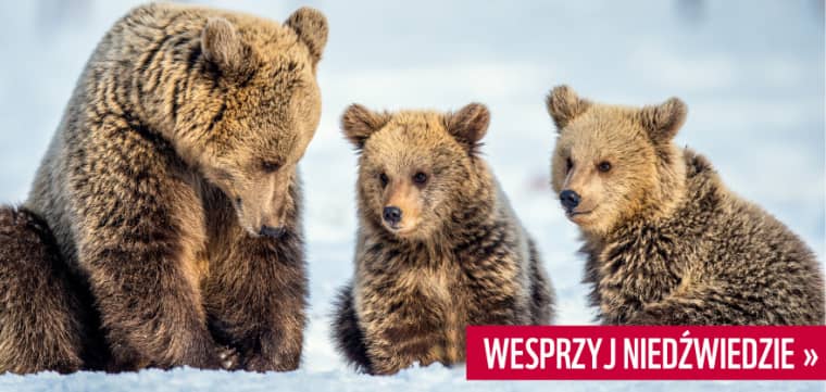 Cała prawda o zimowym śnie niedźwiedzi