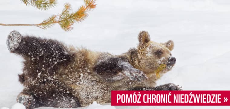 Cała prawda o zimowym śnie niedźwiedzi