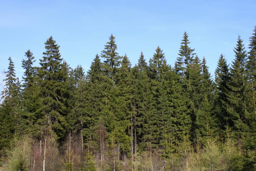 swierki