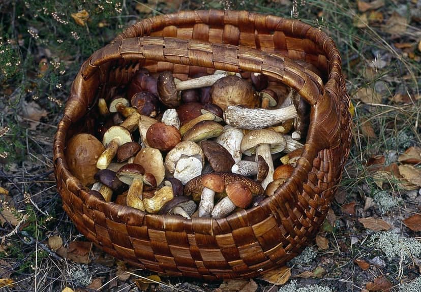 grzybobranie