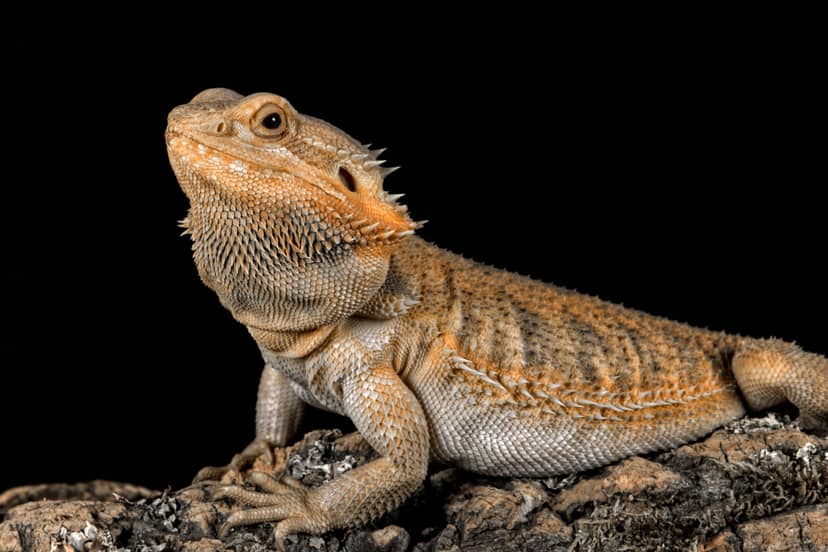 agama-brodata
