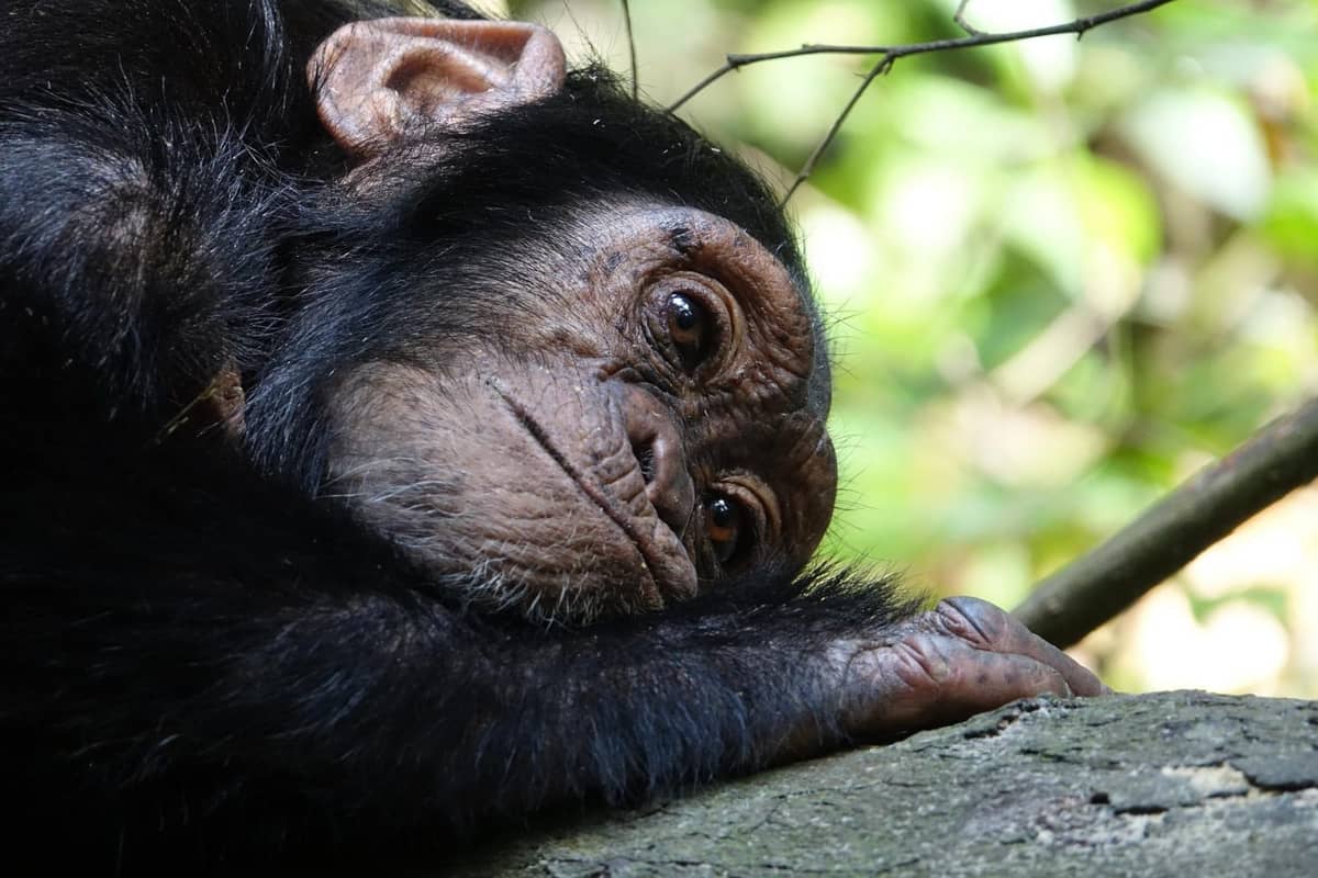 “Granica między człowiekiem a zwierzętami nie istnieje”. Brak wykształcenia Jane Goodall był jej naukowym atutem