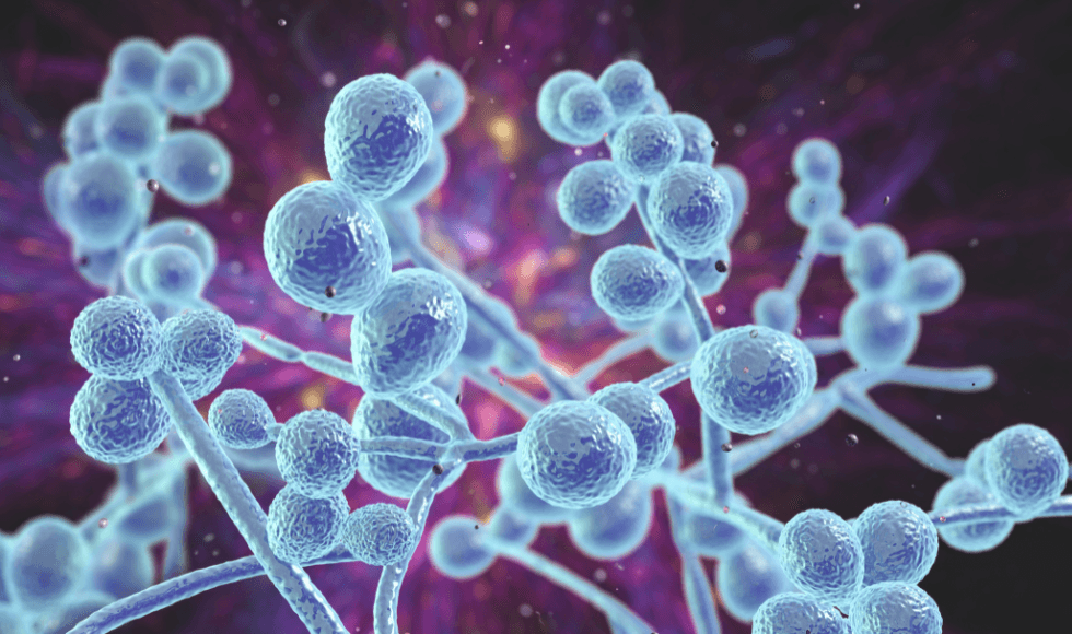 Candida auris
