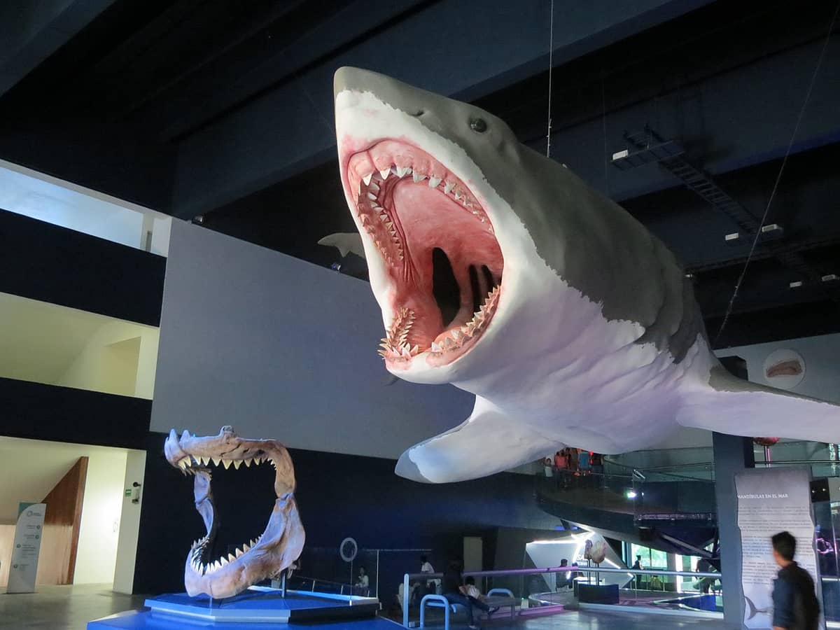 Megalodon, czyli dominator. Jego pozycja w łańcuchu pokarmowym była niepodważalna