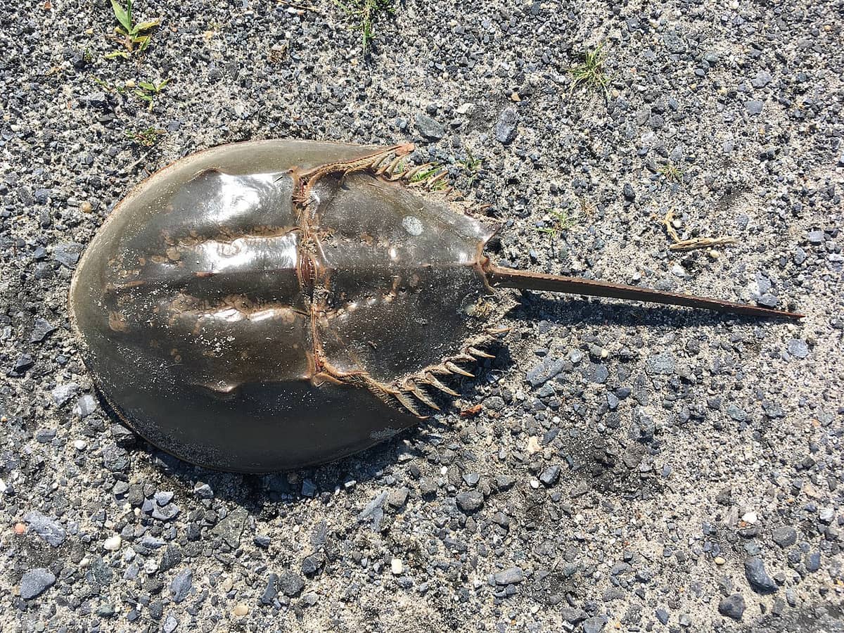 Pamiętają czasy dinozaurów i pomogły w walce z COVID-19. Teraz są zagrożone wyginięciem