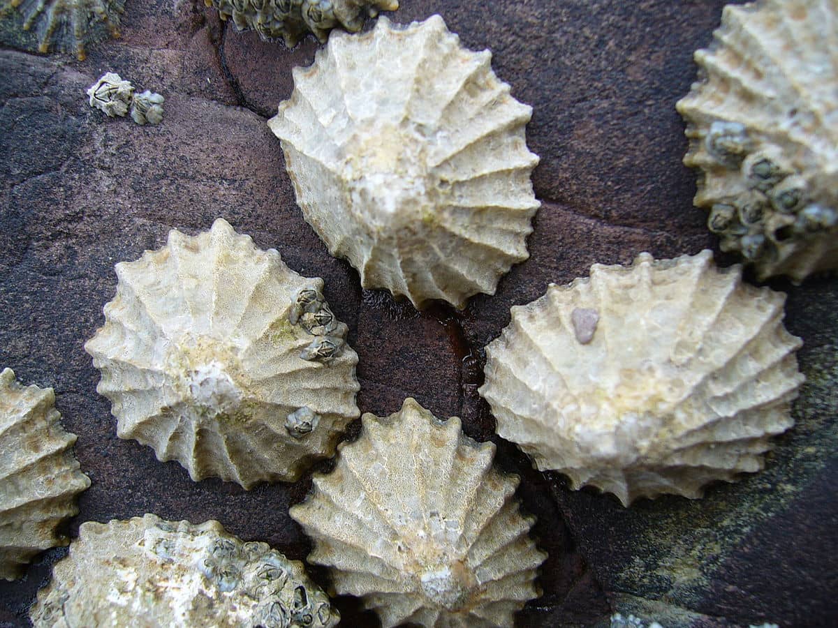 Inspiracji dostarczyła im natura. Tak powstał niezwykle wytrzymały materiał