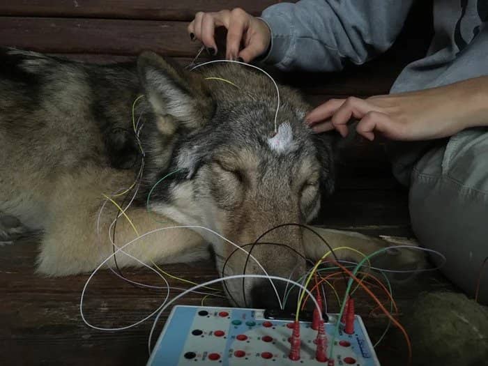 Psy i wilki mają wiele wspólnego, ale naukowcy zidentyfikowali kolejną różnicę między nimi