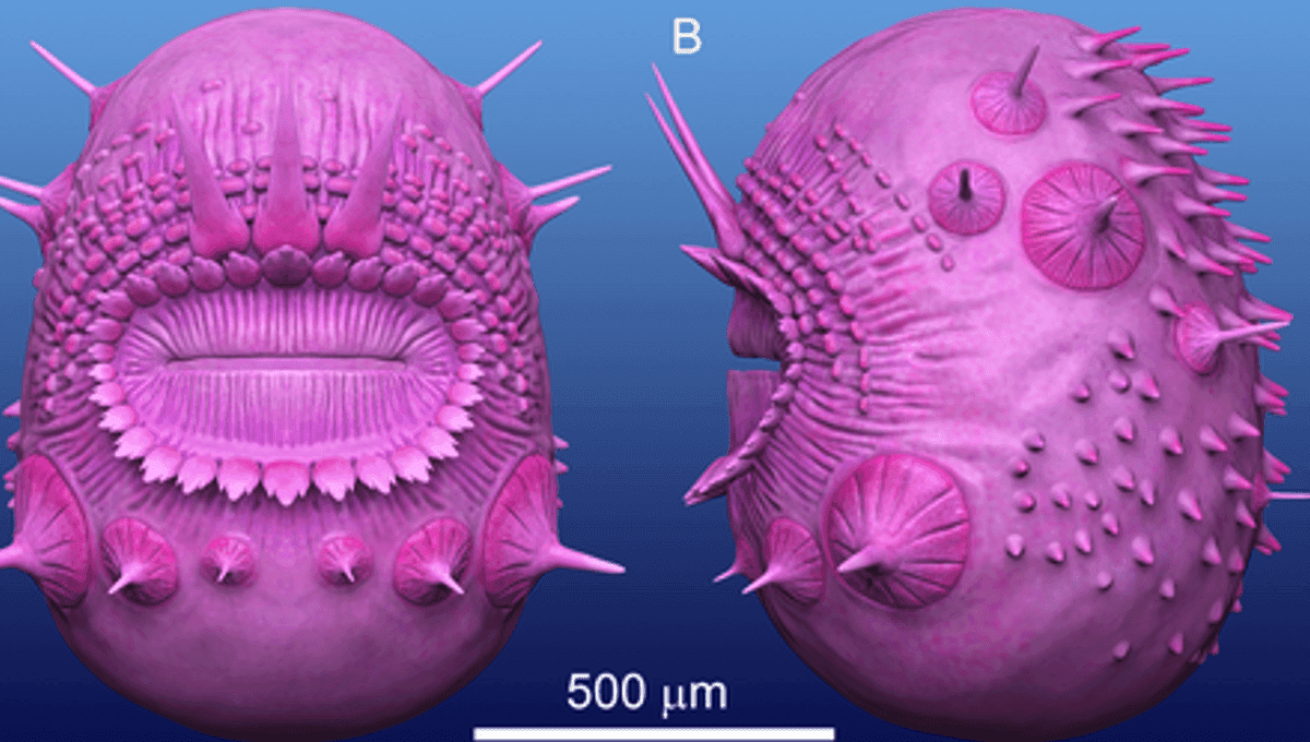 Saccorhytus coronarius
