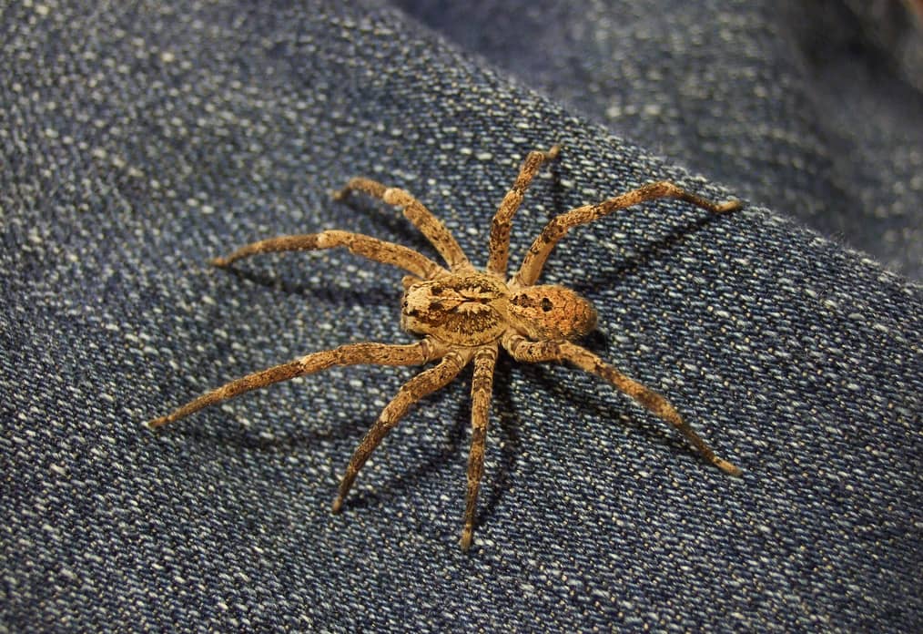 Zoropsis spinimana
