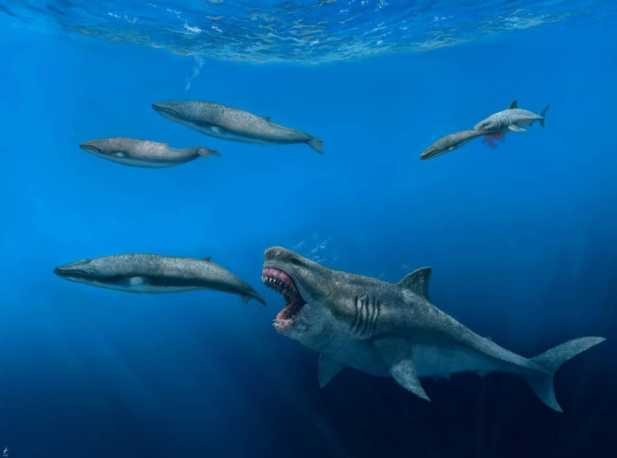 Megalodon polował na orki
