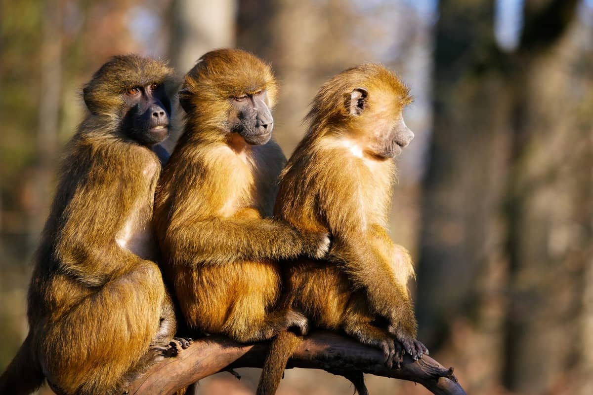 Pawiany uprawiały seks, a szympansy mniej jadły. To nie wszystko, co robiły małpy w zoo podczas lockdownów