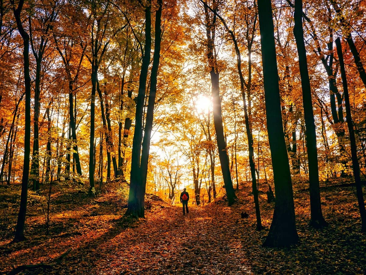 Kontakt z przyrodą to zawsze dobry pomysł, niezależnie od pory roku /Fot. Pixabay
