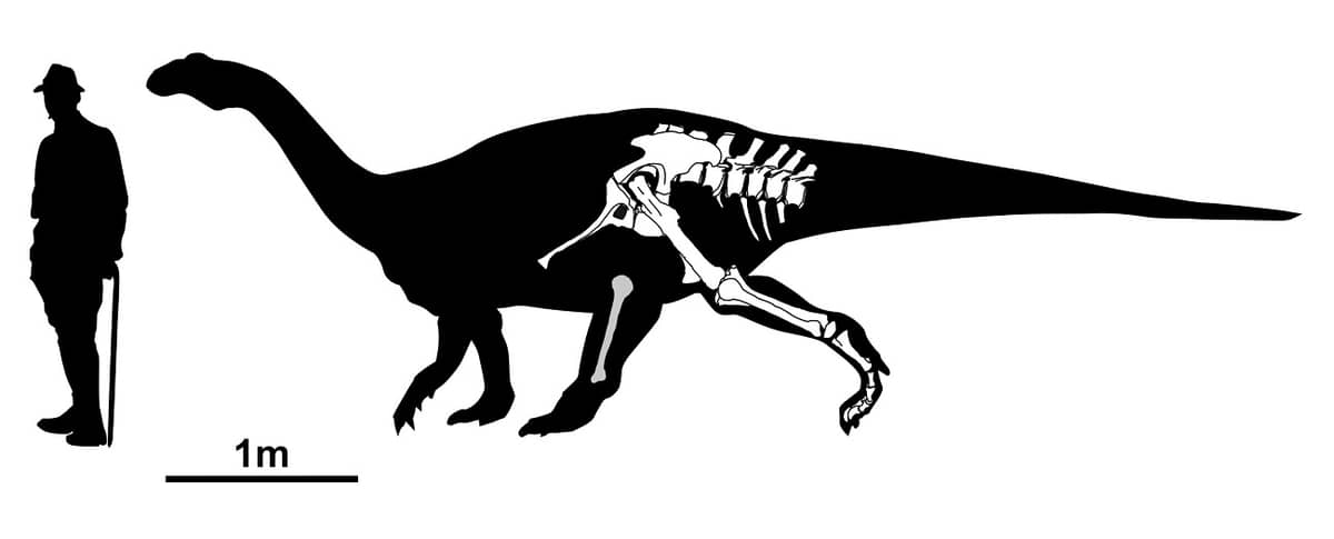 Nasi sąsiedzi odnaleźli szczątki dinozaura. To nieznany do tej pory gatunek