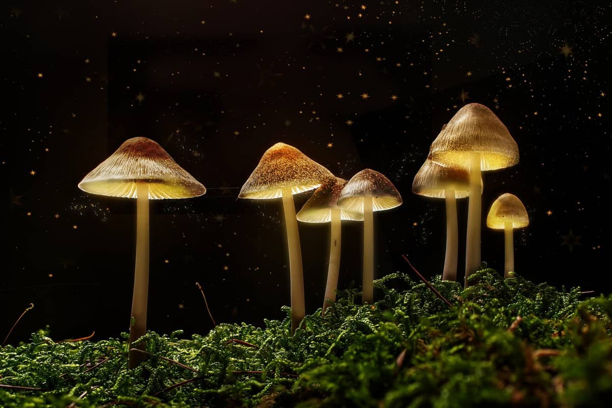 Magiczne grzybki sposobem na PTSD? /Fot. Pixabay
