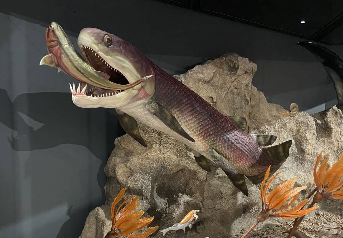 Niezwykłe znalezisko australijskich naukowców /Fot. Western Australian Museum
