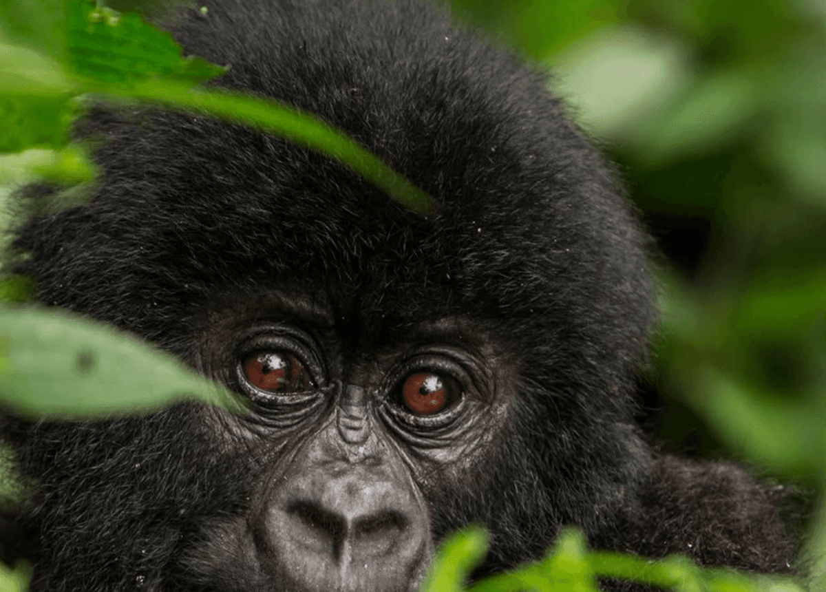 WWF ostrzega &#8211; przyroda jest w opłakanym stanie
