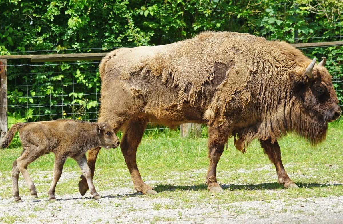 Żubry wracają do swojej dawnej ojczyzny! Po 6000 lat doszło tam do czegoś nieoczekiwanego…
