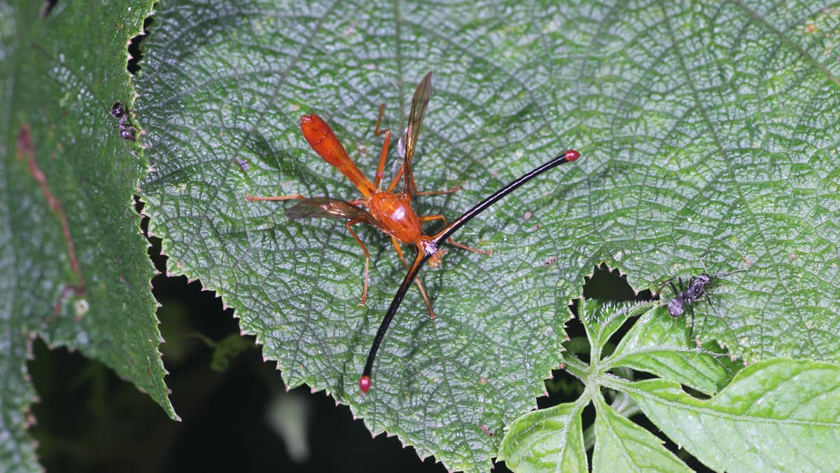 Muszki z rodzaju Pelmatops /Fot. Yong Wang
