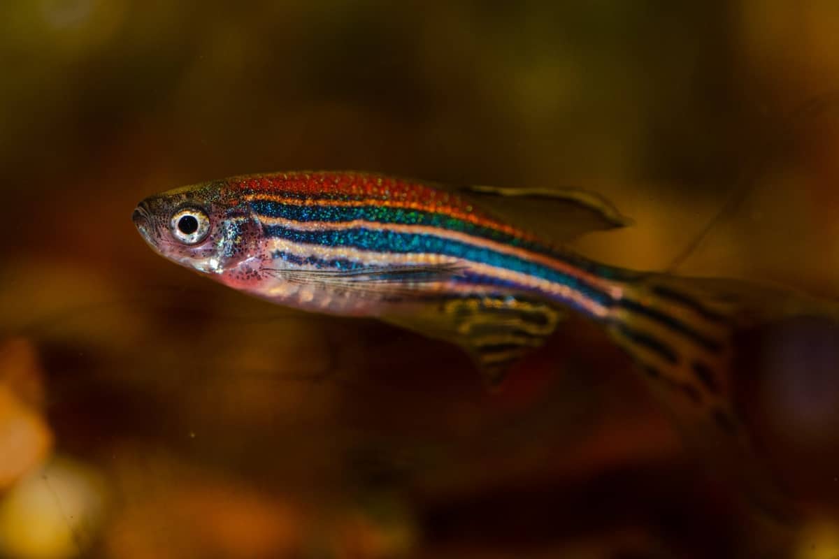 Danio pręgowany /Fot. Pixabay
