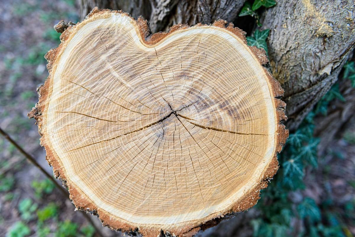 Tajemnicza sygnatura węglowa w drzewach na ustach świata naukowego. Czym były wydarzenia Miyake?