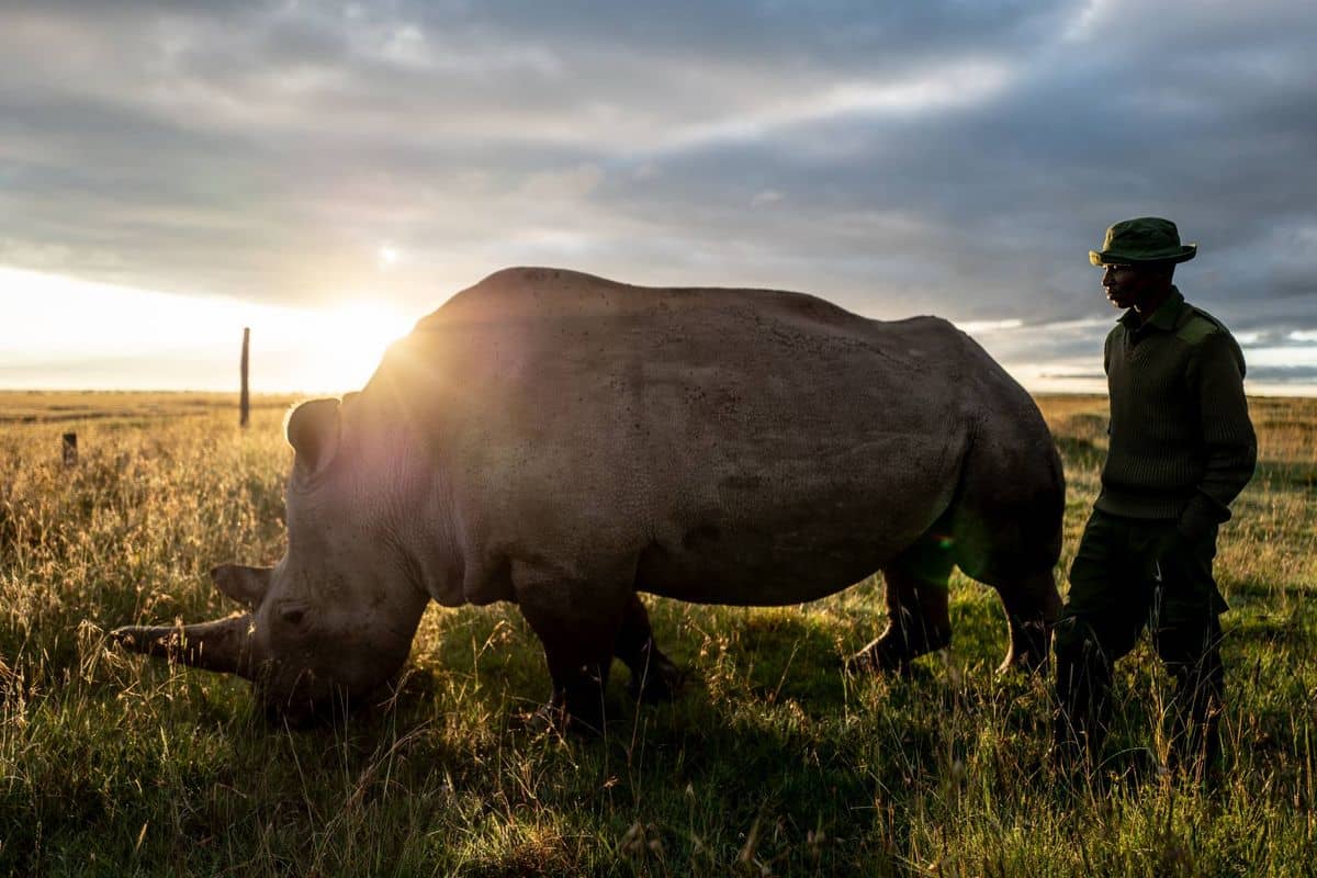 Nosorożce północne są zagrożone wyginięciem /Fot. BioRescue

