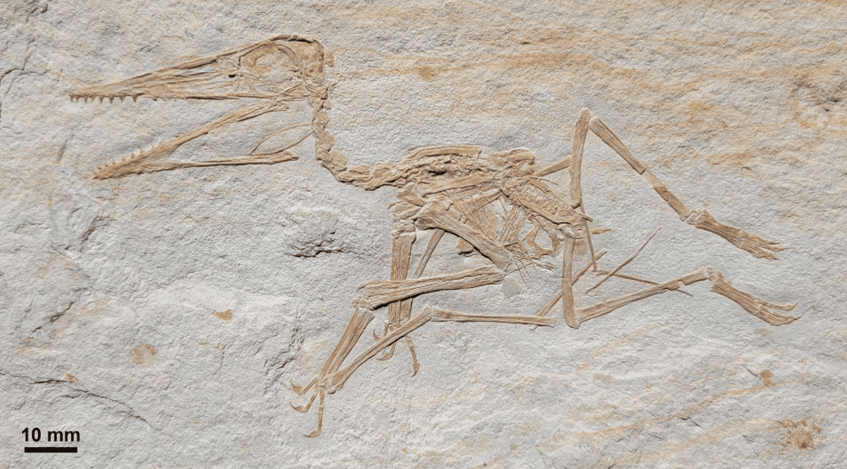 Pterodaktyl z Painten /Fot. Felix Augustin
