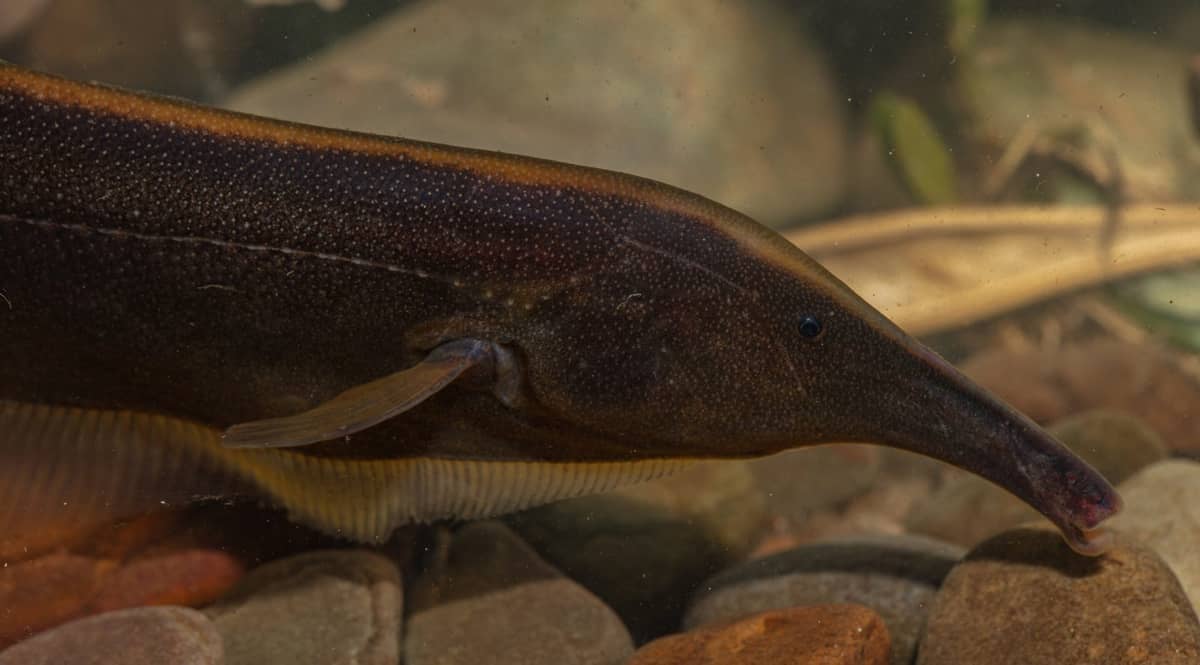 Sternarchorhynchus hagedornae /Fot. WCS
