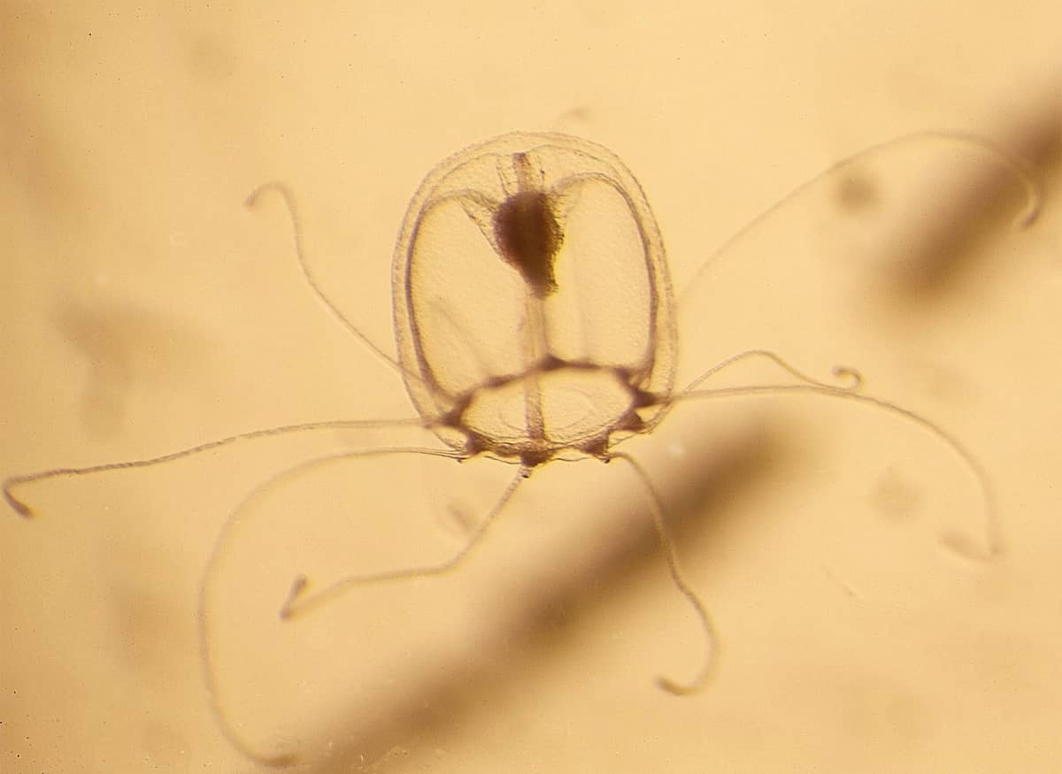 Młodociana postać Turritopsis dohrnii /Fot. Maria Pascual-Torner
