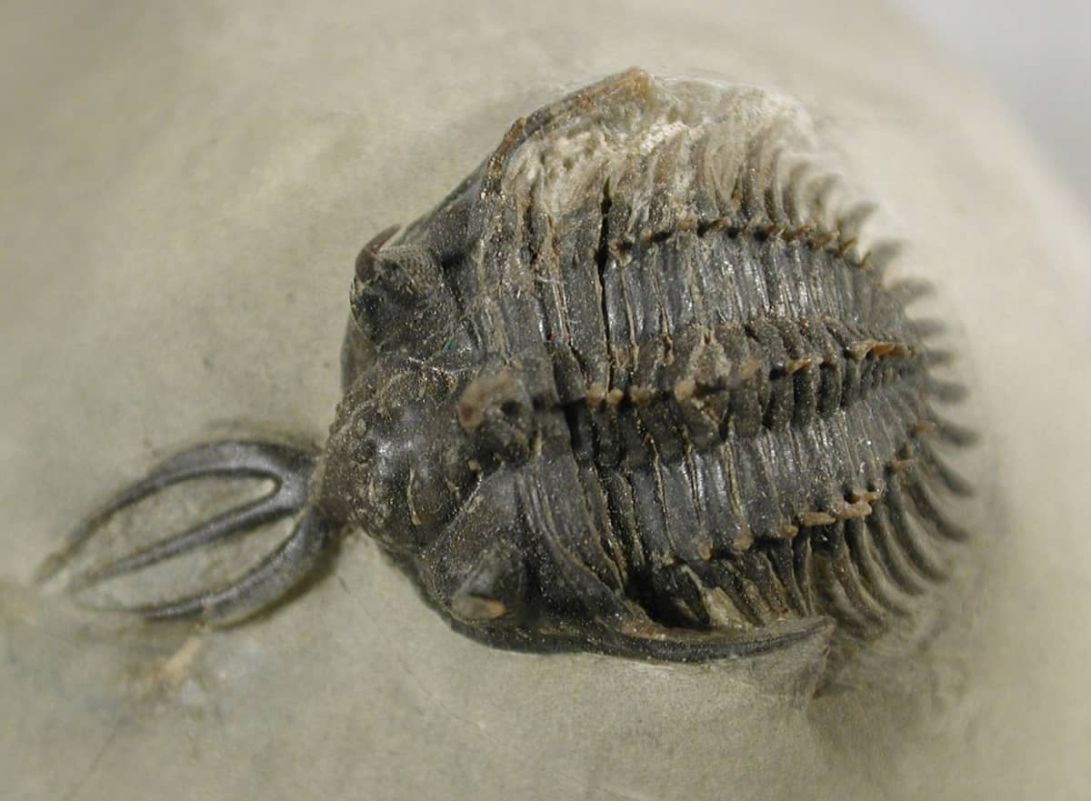 Przykładowy trylobit z rodzaju Williserops / źródło: Wikimedia Commons, CC-BY-SA-3.0
