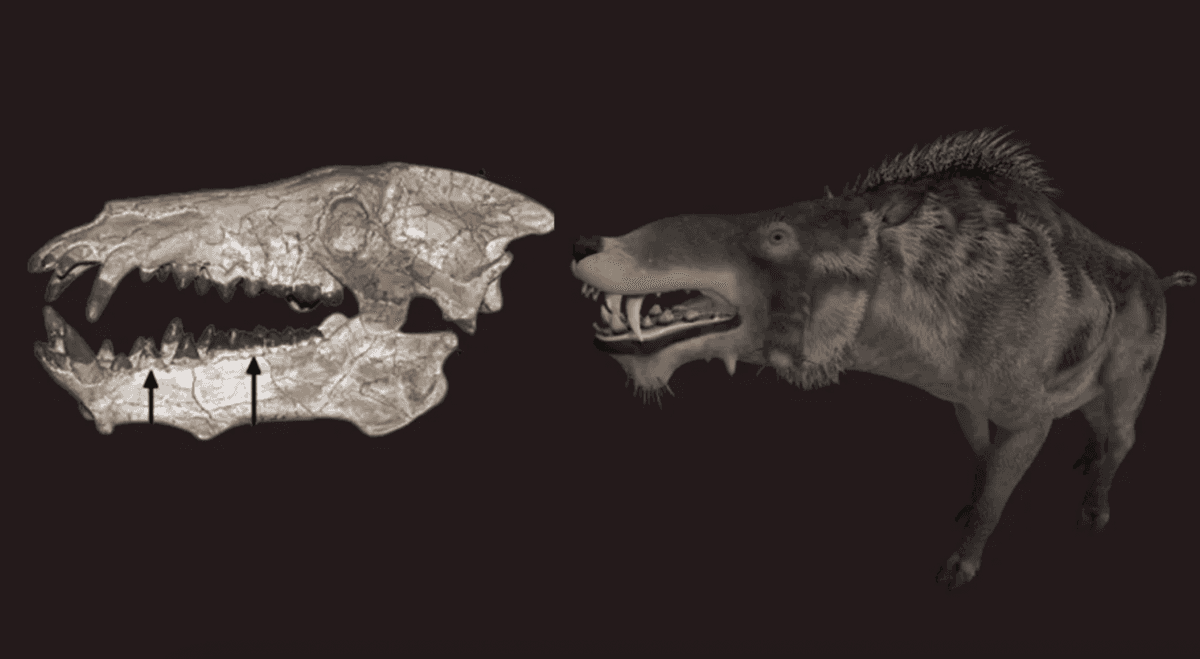 Entelodonty wcale nie były tak &#8220;piekielne&#8221;, jak sądziliśmy /Fot. Palaeogeography, Palaeoclimatology, Palaeoecology
