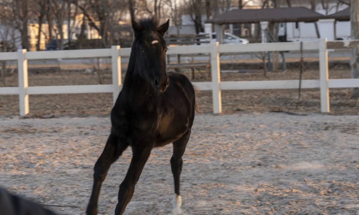 Sklonowali konia. To pierwszy przypadek w historii tego kraju